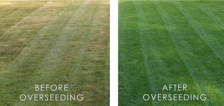 Aeration & Overseeding in action
